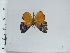  (Argyraspila caecina - DZ66.939)  @11 [ ] c (2024) Diego Dolibaina UFPR