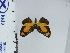  ( - DZ66.953)  @11 [ ] c (2024) Diego Dolibaina UFPR