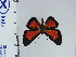  (Pterographium - DZ66.955)  @11 [ ] c (2024) Diego Dolibaina UFPR