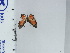  (Mesene pyrippe - DZ66.988)  @11 [ ] c (2024) Diego Dolibaina UFPR