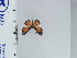  ( - DZ66.988)  @11 [ ] c (2024) Diego Dolibaina UFPR