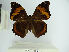  ( - OM 35.273)  @11 [ ] CreativeCommons - Attribution Non-Commercial Share-Alike (2019) Mônica Piovesan Universidade Federal do Paraná