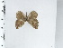  (Methone - OM42.064)  @11 [ ] c (2024) Diego Dolibaina UFPR