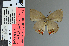  (Olynthus fulvoventris - DZ40.035)  @11 [ ] c (2025) UFPR UFPR