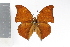  (Zaretis isidora - OM71266)  @14 [ ] CreativeCommons - Attribution Non-Commercial Share-Alike (2014) Fernando M. S. Dias UFPR