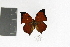  ( - DZ19229)  @12 [ ] CreativeCommons - Attribution Non-Commercial Share-Alike (2012) Fernando M. S. Dias UFPR