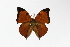  ( - OM53721)  @13 [ ] CreativeCommons - Attribution Non-Commercial Share-Alike (2014) Fernando M. S. Dias UFPR