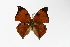  ( - OM71143)  @13 [ ] CreativeCommons - Attribution Non-Commercial Share-Alike (2014) Fernando M. S. Dias UFPR