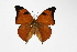  ( - OM54080)  @14 [ ] CreativeCommons - Attribution Non-Commercial Share-Alike (2014) Fernando M. S. Dias UFPR