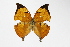 (Zaretis sp. nov4 - OM71167)  @14 [ ] CreativeCommons - Attribution Non-Commercial Share-Alike (2014) Fernando M. S. Dias UFPR