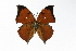  ( - OM71791)  @13 [ ] CreativeCommons - Attribution Non-Commercial Share-Alike (2014) Fernando M. S. Dias UFPR