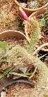  (Cleistocactus sp - HCM-802A)  @11 [ ] Copyright (2019) Aguirre FuEDEI