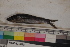  ( - MOP110053)  @11 [ ] CreativeCommons - Attribution Non-Commercial (2011) Smithsonian Institution Smithsonian Institution