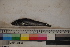  ( - MOP110055)  @11 [ ] CreativeCommons - Attribution Non-Commercial (2011) Smithsonian Institution Smithsonian Institution