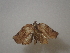 ( - CAMCAT0420)  @11 [ ] by-nc-sa (2021) C Redmond Czech Academy of Sciences, Biology Center