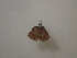  ( - CAMCAT0569)  @11 [ ] by-nc-sa (2021) C Redmond Czech Academy of Sciences, Biology Center