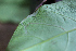  (Lamprolectica - CALM00023A-2)  @11 [ ] by-nc-sa (2020) Greg Lamarre Institute of Entomology, Biology Centre CAS, Ceske Budejovice