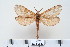  (Phassus guianensis - BC-CGCM-15.273)  @11 [ ] Copyright (2010) Unspecified Research Collection of Carlos Mielke