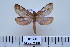  ( - BC-CGCM-16.550)  @14 [ ] Copyright (2010) Unspecified Research Collection of Carlos Mielke