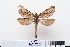  ( - BC-CGCM-18.460)  @14 [ ] Copyright (2010) Unspecified Research Collection of Carlos Mielke