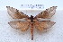  ( - BC-CGCM-23.115)  @14 [ ] Copyright (2010) Unspecified Research Collection of Carlos Mielke