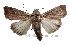  (Leucania albistigma - UAHS-Leucania albistigma2)  @11 [ ] Unspecified (default): All Rights Reserved (2022) Dr. Kalleshwaraswamy University of Agricultural and Horticultural Sciences shimoga