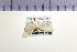  (Planostocha cumulata - HNU 485)  @11 [ ] CreativeCommons - Attribution Share-Alike (2015) Unspecified Seoul National Uiversity