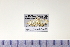  (Adoxophyes prosiliens - HNU 490)  @11 [ ] CreativeCommons - Attribution Share-Alike (2015) Unspecified Seoul National Uiversity