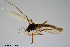  ( - CMM-CH106)  @11 [ ] Creative Commons  Attribution Non-Commercial Share-Alike (2023) NTNU University Museum, Department of Natural History NTNU University Museum, Department of Natural History