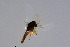  ( - CMM-CH149)  @11 [ ] Creative Commons  Attribution Non-Commercial Share-Alike (2023) NTNU University Museum, Department of Natural History NTNU University Museum, Department of Natural History