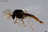  (Acamptocladius - CMM-CH182)  @11 [ ] Creative Commons  Attribution Non-Commercial Share-Alike (2023) NTNU University Museum, Department of Natural History NTNU University Museum, Department of Natural History