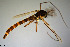  (Chironomus aprilinus - CMM-CH231)  @11 [ ] Creative Commons  Attribution Non-Commercial Share-Alike (2023) NTNU University Museum, Department of Natural History NTNU University Museum, Department of Natural History