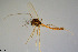  (Tanytarsus quadridentatus - CMM-CH240)  @11 [ ] Creative Commons  Attribution Non-Commercial Share-Alike (2023) NTNU University Museum, Department of Natural History NTNU University Museum, Department of Natural History