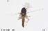  ( - CMM-CH268)  @11 [ ] Creative Commons  Attribution Non-Commercial Share-Alike (2024) NTNU University Museum, Department of Natural History NTNU University Museum, Department of Natural History