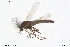  ( - CMM-CH271)  @11 [ ] Creative Commons  Attribution Non-Commercial Share-Alike (2024) NTNU University Museum, Department of Natural History NTNU University Museum, Department of Natural History