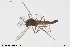  ( - CMM-CH272)  @11 [ ] Creative Commons  Attribution Non-Commercial Share-Alike (2024) NTNU University Museum, Department of Natural History NTNU University Museum, Department of Natural History