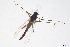  ( - CMM-CH278)  @11 [ ] Creative Commons  Attribution Non-Commercial Share-Alike (2024) NTNU University Museum, Department of Natural History NTNU University Museum, Department of Natural History