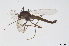  ( - CMM-CH281)  @11 [ ] Creative Commons  Attribution Non-Commercial Share-Alike (2024) NTNU University Museum, Department of Natural History NTNU University Museum, Department of Natural History