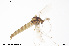  ( - CMM-CH289)  @11 [ ] Creative Commons  Attribution Non-Commercial Share-Alike (2024) NTNU University Museum, Department of Natural History NTNU University Museum, Department of Natural History