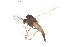  ( - CMM-CH293)  @11 [ ] Creative Commons  Attribution Non-Commercial Share-Alike (2024) NTNU University Museum, Department of Natural History NTNU University Museum, Department of Natural History