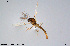  ( - CMM-CH303)  @11 [ ] Creative Commons  Attribution Non-Commercial Share-Alike (2024) NTNU University Museum, Department of Natural History NTNU University Museum, Department of Natural History