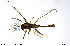  (Cladotanytarsus sp. TE07 - CMM-CH308)  @11 [ ] Creative Commons  Attribution Non-Commercial Share-Alike (2024) NTNU University Museum, Department of Natural History NTNU University Museum, Department of Natural History