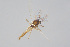  ( - CMM-CH328)  @11 [ ] Creative Commons  Attribution Non-Commercial Share-Alike (2024) NTNU University Museum, Department of Natural History NTNU University Museum, Department of Natural History