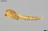  ( - CMM-CH386)  @11 [ ] Creative Commons  Attribution Non-Commercial Share-Alike (2024) NTNU University Museum, Department of Natural History NTNU University Museum, Department of Natural History