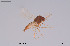  (Corynoneura minuscula - CMM-CH399)  @11 [ ] Creative Commons  Attribution Non-Commercial Share-Alike (2024) NTNU University Museum, Department of Natural History NTNU University Museum, Department of Natural History