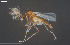  ( - CMM-CH420)  @11 [ ] Creative Commons  Attribution Non-Commercial Share-Alike (2024) NTNU University Museum, Department of Natural History NTNU University Museum, Department of Natural History