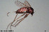  (Metriocnemus sp. 1SW - CMM-CH43)  @11 [ ] Creative Commons  Attribution Non-Commercial Share-Alike (2022) NTNU University Museum, Department of Natural History NTNU University Museum, Department of Natural History