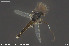  ( - CMM-CH437)  @11 [ ] Creative Commons  Attribution Non-Commercial Share-Alike (2024) NTNU University Museum, Department of Natural History NTNU University Museum, Department of Natural History
