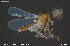  ( - CMM-CH439)  @11 [ ] Creative Commons  Attribution Non-Commercial Share-Alike (2024) NTNU University Museum, Department of Natural History NTNU University Museum, Department of Natural History