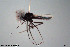  ( - CMM-CH45)  @11 [ ] Creative Commons  Attribution Non-Commercial Share-Alike (2022) NTNU University Museum, Department of Natural History NTNU University Museum, Department of Natural History
